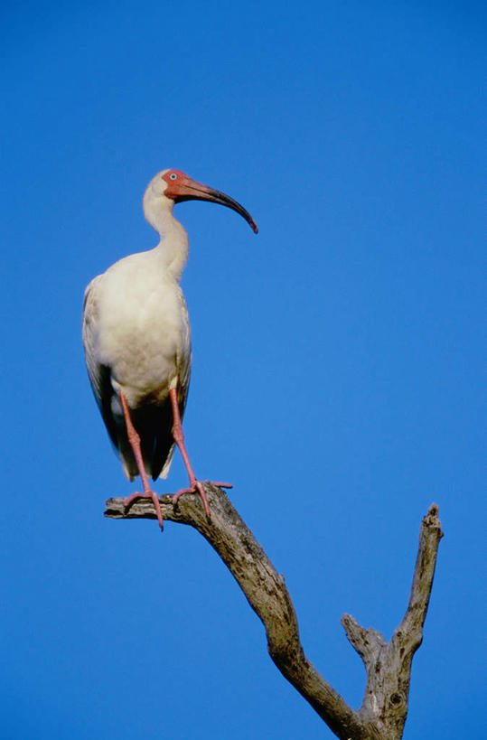无人,站,竖图,室外,白天,仰视,鸟,阴影,光线,鸟类,影子,树桩,注视,树,树干,一只,蓝色,白色,蓝天,天空,阳光,天,观察,看,站着,木桩,晴朗,观看,察看,鹳,关注,白鹳,万里无云,晴空,晴空万里,站立,彩图,低角度拍摄,全身