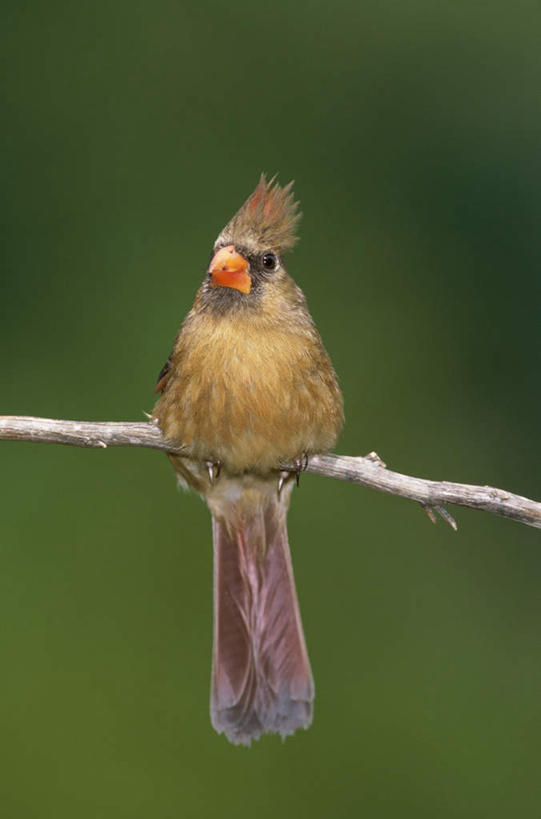 无人,站,竖图,室外,特写,白天,正面,鸟,朦胧,模糊,鸟类,树桩,注视,树,树干,一只,黄色,观察,看,站着,木桩,观看,察看,关注,红衣主教鸟,主红雀,红衣主教蜡嘴鸟,主教鸟,站立,彩图,全身