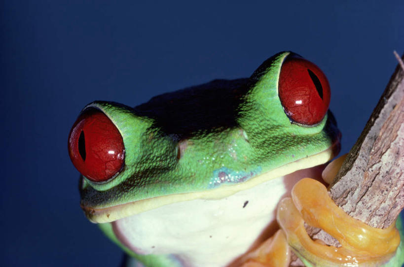 头,无人,横图,室外,特写,白天,正面,野生动物,阴影,光线,红眼树蛙,树蛙,影子,树桩,注视,树,树干,一只,红色,蓝色,绿色,蓝天,天空,阳光,动物,天,观察,看,木桩,可爱,活泼,晴朗,观看,察看,关注,万里无云,头部,晴空,晴空万里,半身,彩图