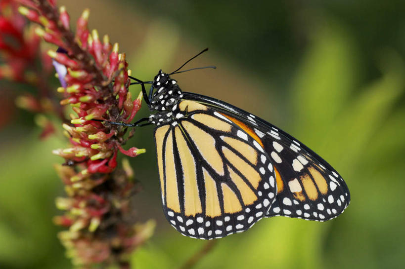 无人,站,横图,室外,特写,白天,侧面,花海,花圃,美景,植物,蝴蝶,叶子,伸展,张开,展翅,朦胧,模糊,盛开,翅膀,昆虫,景观,花蕾,注视,花,花瓣,花朵,花卉,鲜花,一只,绿色,自然,动物,花丛,花束,花田,花苞,花蕊,观察,看,站着,景色,观看,黑脉金斑蝶,察看,关注,自然风光,益虫,张开翅膀,帝王蝶,大桦斑蝶,黑脉桦斑蝶,展开翅膀,站立,彩图,全身