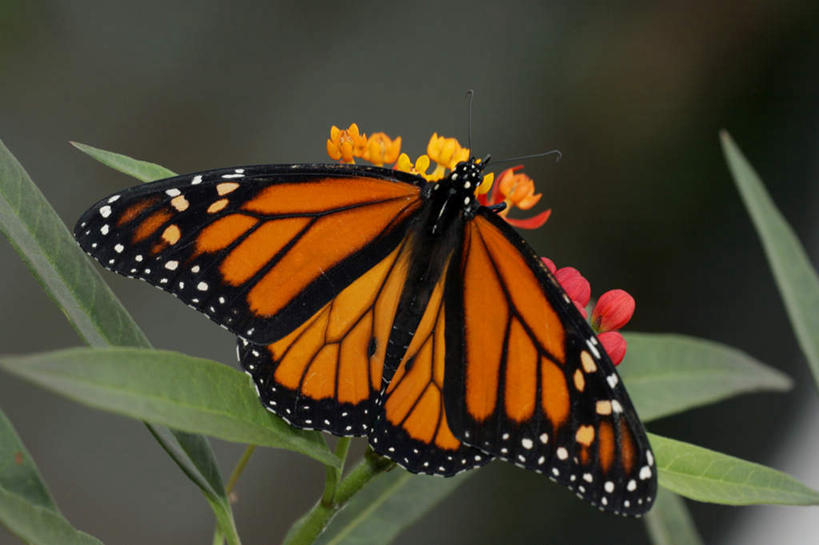 无人,站,横图,俯视,室内,特写,白天,花海,花圃,美景,植物,蝴蝶,叶子,伸展,张开,展翅,朦胧,模糊,盛开,翅膀,昆虫,景观,花蕾,注视,花,花瓣,花朵,花卉,鲜花,一只,绿色,自然,动物,花丛,花束,花田,花苞,花蕊,观察,看,站着,景色,观看,黑脉金斑蝶,察看,关注,自然风光,益虫,张开翅膀,帝王蝶,大桦斑蝶,黑脉桦斑蝶,展开翅膀,站立,彩图,高角度拍摄,全身