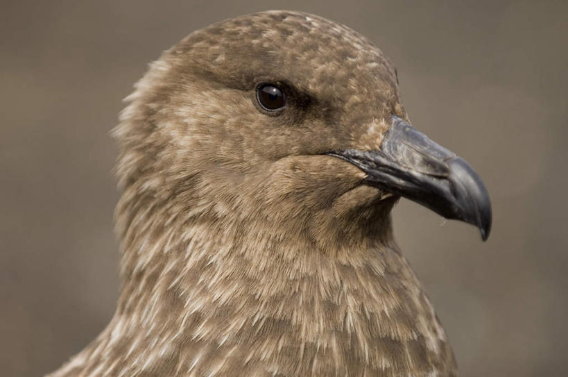 头,无人,站,横图,室外,特写,白天,正面,旅游,度假,南极,美景,海鸟,海鸥,鸟,阴影,朦胧,模糊,反射,鸟类,影子,景观,注视,娱乐,一只,自然,观察,看,站着,享受,休闲,景色,放松,观看,察看,关注,自然风光,南极洲,贼鸥,南极大陆,南极地区,南极区,南极圈,头部,第七大陆,站立,半身,彩图,南极贼鸥