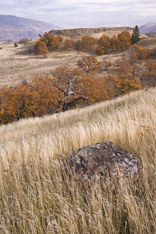 无人,竖图,室外,白天,正面,旅游,度假,石头,美景,山,山脉,植物,美国,枯萎,石子,高地,景观,山峰,云,云朵,枯草,山峦,云彩,娱乐,草,树,树木,黄色,蓝色,绿色,白云,蓝天,天空,自然,群山,天,享受,休闲,景色,放松,生长,晴朗,成长,北美,北美洲,自然风光,美洲,河谷,橡树,俄勒冈州,哥伦比亚河谷,俄勒冈,北亚美利加洲,亚美利加洲,落日之州,水獭之州,海狸州,哥伦比亚谷,哥伦比亚山谷,沼生橡树,石块,岩石,晴空,彩图