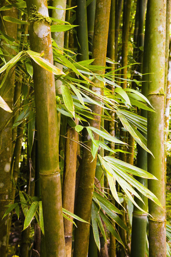 无人,竖图,室外,白天,正面,旅游,度假,纯洁,美景,竹子,叶子,阴影,光线,影子,景观,竹林,绿叶,娱乐,阳光,自然,享受,休闲,嫩叶,景色,放松,高雅,自然风光,大洋洲,塔希提岛,法属波利尼西亚,社会群岛,首府,大溪地,奉献,法属玻利尼西亚,质朴,正直,塔西提岛,担当,帕皮提,叶,叶片,竹,彩图,奋进,操守,四君子,岁寒三友,性坚,虚怀,虚心,善群,卓尔