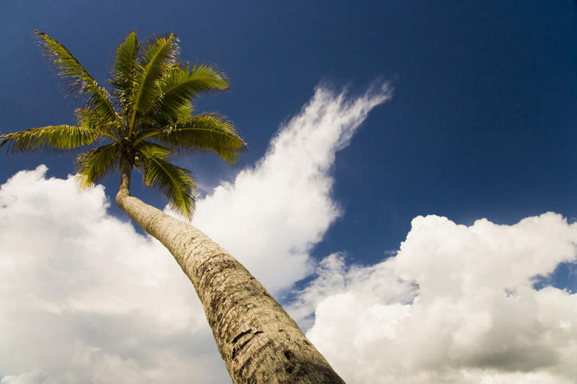 无人,横图,室外,白天,仰视,旅游,度假,美景,植物,棕榈树,叶子,一棵,阴影,光线,影子,景观,云,云朵,绿叶,云彩,娱乐,树,树木,蓝色,绿色,白云,蓝天,天空,阳光,自然,天,享受,休闲,嫩叶,景色,放松,生长,晴朗,成长,自然风光,大洋洲,棕榈叶,塔希提岛,法属波利尼西亚,社会群岛,大溪地,法属玻利尼西亚,塔西提岛,叶,叶片,晴空,彩图,低角度拍摄