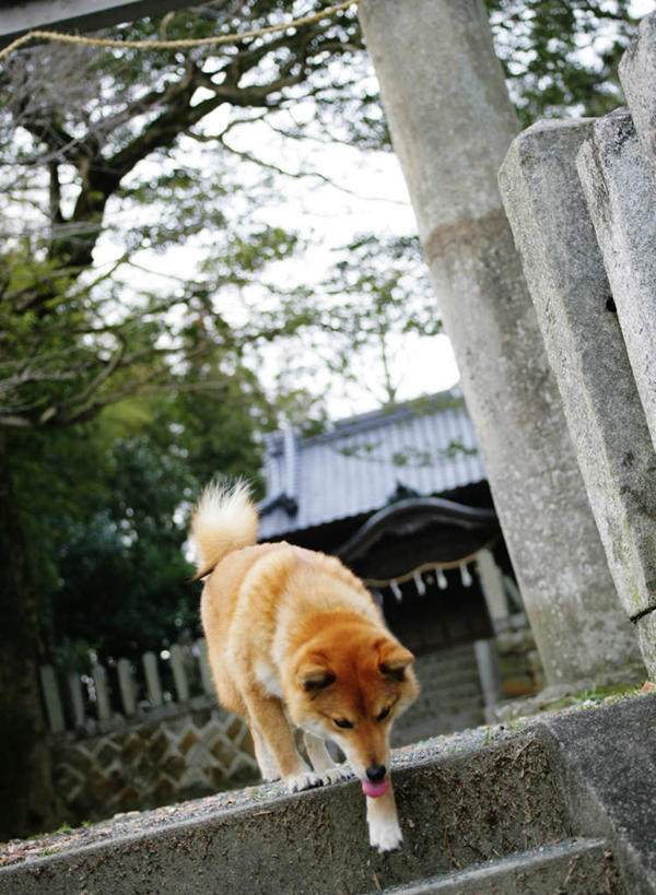 无人,走,竖图,室外,白天,仰视,草地,草坪,美景,植物,楼梯,宠物,狗,节日,阶梯,鸟居,景观,神社,注视,文化,台阶,草,一只,黄色,绿色,自然,动物,低头,观察,看,祈祷,健康,景色,可爱,许愿,宗教,信仰,观看,纪念,神道,祈求,祭祀,察看,关注,自然风光,秋田犬,忠诚,神道教,日本秋田犬,社屋,平安,犬,步行,走路,彩图,低角度拍摄,全身