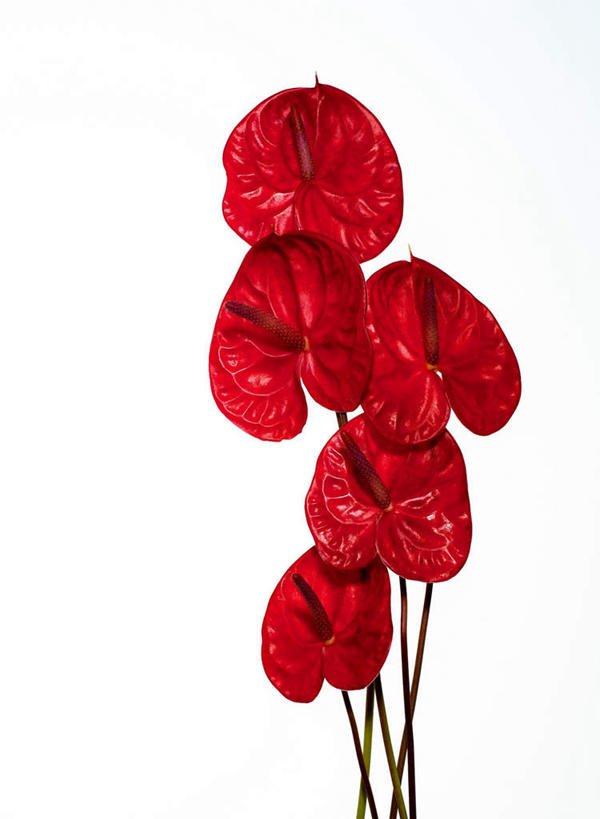 无人,竖图,俯视,室内,特写,白天,白色背景,热情,许多,盛开,火鹤花,安祖花,很多,花蕾,花,花瓣,花朵,鲜花,红色,花苞,花蕊,摄影,影棚,红掌,花烛,红鹤芋,猪尾花,烛台花,蜡烛花,大展宏图,热血,彩图,高角度拍摄,影棚拍摄,拍摄