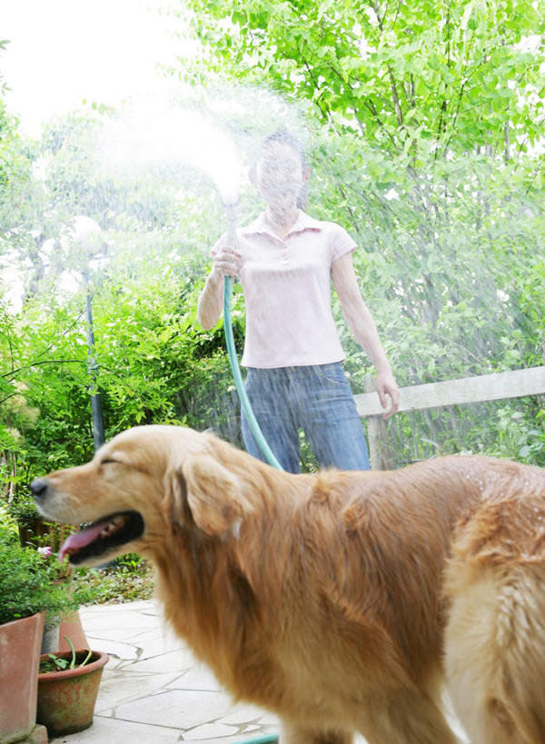 东方人,一个人,站,坐,竖图,室外,白天,正面,冲洗,水,植物,宠物,狗,亚洲,仅一个女性,仅一个人,阴影,飞溅,服装,朦胧,模糊,溅,光线,管子,盆栽,液体,影子,水滴,盆景,扭头,洒,注视,休闲装,黄种人,金毛犬,水管,水珠,树,树木,一只,衣服,绿色,阳光,自然,动物,观察,看,站着,转头,仅一个中年女性,休闲,休闲服,可爱,服饰,金毛,生长,成长,观看,察看,金毛猎犬,关注,喷洒,寻回犬,金毛寻回犬,忠诚,金毛狗,金毛寻回狗,寻回狗,女人,女性,中年女性,亚洲人,犬,撒,站立,坐着,彩图,全身
