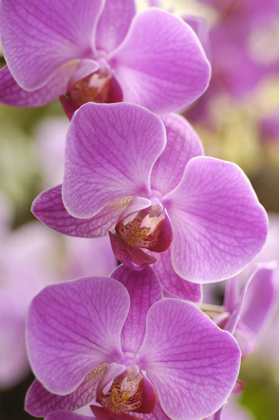 无人,竖图,室外,特写,白天,正面,美景,福冈县,日本,亚洲,朦胧,模糊,盛开,景观,花蕾,花,花瓣,花朵,鲜花,紫色,自然,花苞,花蕊,景色,高雅,自然风光,东亚,福冈,日本国,九州本岛,九州,九州岛,九州地方,淡泊,花中君子,兰花,彩图