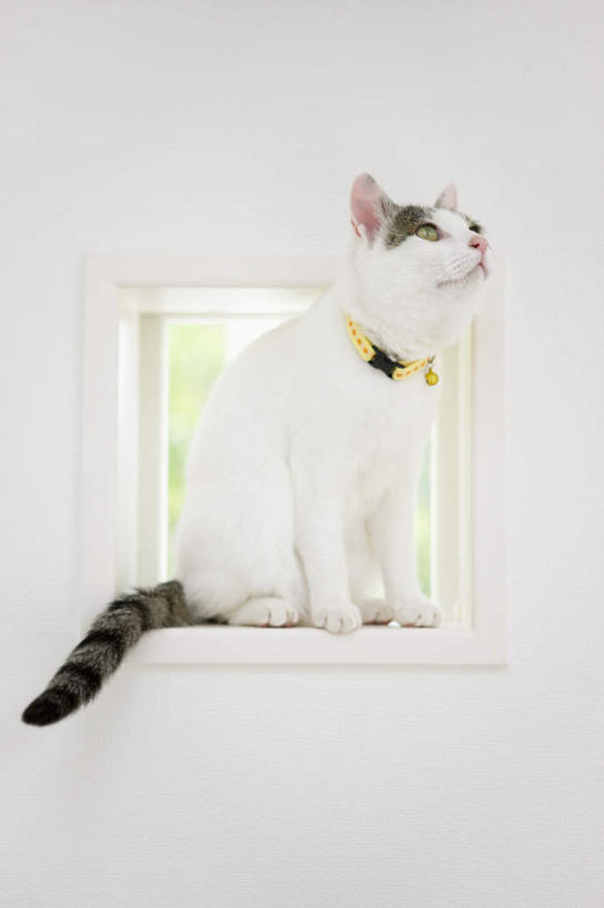 无人,坐,竖图,室内,白天,侧面,窗户,宠物,猫,墙,注视,玻璃窗,墙壁,墙面,一只,白色,黑色,动物,观察,看,可爱,观看,察看,关注,猫咪,坐着,彩图,全身