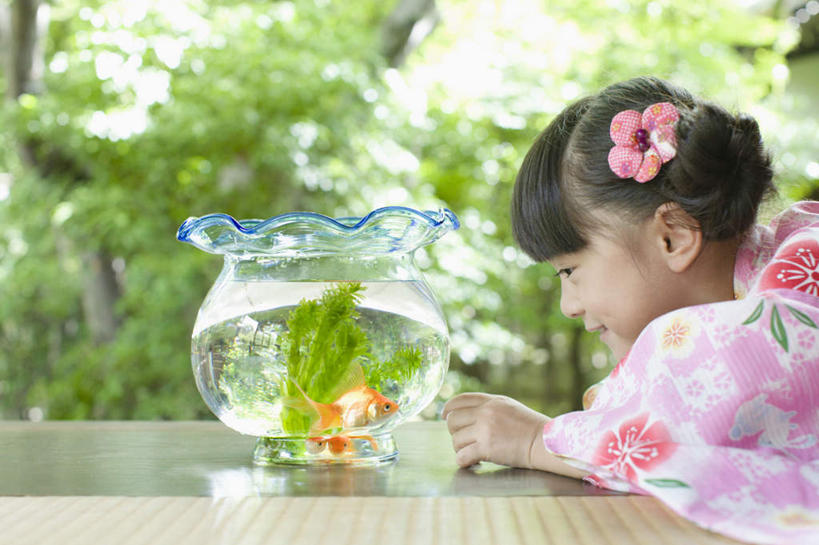 东方人,儿童,一个人,坐,笑,微笑,露齿笑,横图,室内,白天,侧面,民族服装,纯洁,树林,植物,地板,玻璃,亚洲,仅一个女性,仅一个人,和服,朦胧,模糊,装饰,金鱼,鱼,头饰,鱼缸,地面,注视,黄种人,鱼类,木地板,玻璃制品,树,树木,小孩,绿色,自然,发饰,饰品,观察,看,趴着,仅一个小孩,可爱,童年,童趣,服饰,生长,成长,观看,华丽,修饰,点缀,察看,关注,头绳,童真,烂漫,无邪,配饰,吴服,唐草,唐花,唐锦,衬托,美观,雅致,雅观,观赏鱼,金鲫鱼,天真,女孩,女人,女性,亚洲人,孩子,趴,坐着,半身,彩图,传统服装,民俗服,浴衣,发绳,女生