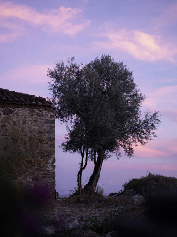 无人,竖图,室外,白天,仰视,旅游,度假,美景,日落,植物,土耳其,亚洲,阴影,光线,影子,墙,景观,晚霞,霞光,落日,娱乐,墙壁,墙面,树,树木,绿色,阳光,自然,黄昏,享受,休闲,景色,彩霞,放松,生长,成长,自然风光,西亚,夕照,薄暮,夕阳,彩图,低角度拍摄,傍晚,土耳其共和国,斜阳