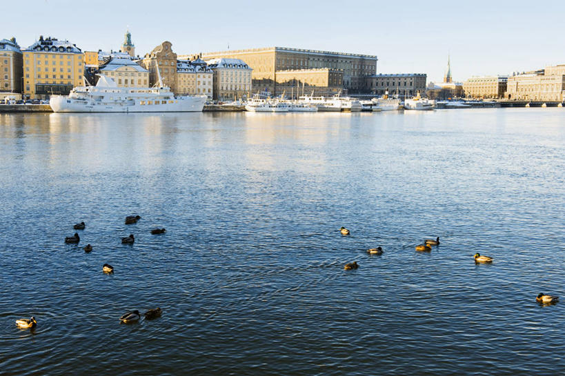 游泳,无人,家,横图,室外,白天,正面,度假,湖,湖泊,美景,水,城市风光,城市,轮船,船,鸟,瑞典,欧洲,许多,阴影,光线,鸟类,鸭,影子,房屋,屋子,湖面,景观,水流,水面,公寓,首都,很多,注视,娱乐,洋房,楼房,家禽,住宅,蓝色,蓝天,天空,阳光,动物,交通工具,湖水,天,观察,看,享受,休闲,景色,放松,牲畜,晴朗,观看,察看,斯堪的纳维亚,关注,载具,北欧,斯德哥尔摩,斯堪的那维亚,斯堪的那维亚半岛,斯堪的纳维亚半岛,万里无云,首府,泅水,瑞典王国,拍浮,斯德哥尔摩省,晴空,晴空万里,彩图,全身,房子,老城,斯德哥尔摩老城