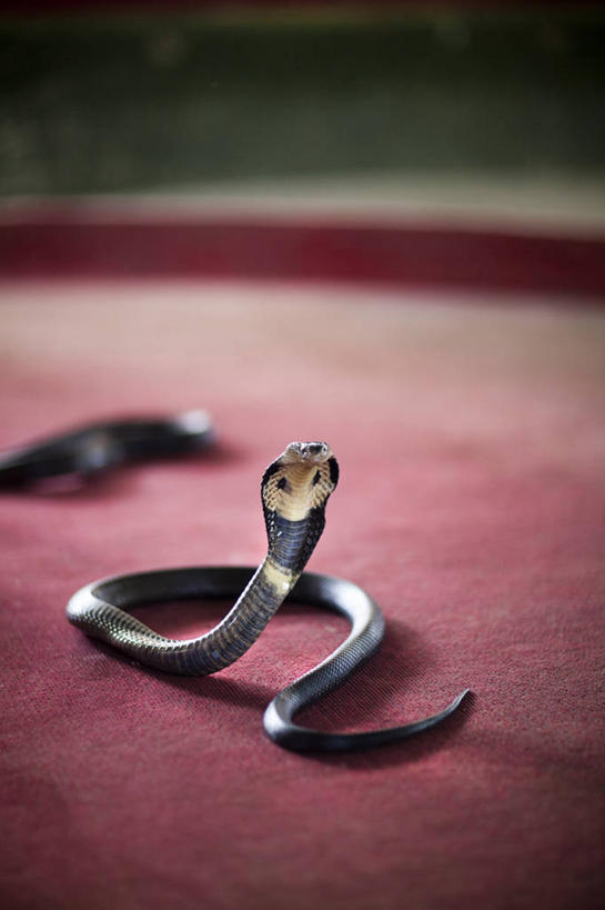 无人,竖图,室外,特写,白天,正面,野生动物,两条,阴影,朦胧,模糊,反射,爬行动物,蛇,影子,注视,盘旋,动物,观察,看,趴着,观看,察看,有毒,关注,冷血动物,凶猛,脊椎动物,长虫,眼镜蛇,残暴,凶残,趴,半身,彩图,冷血