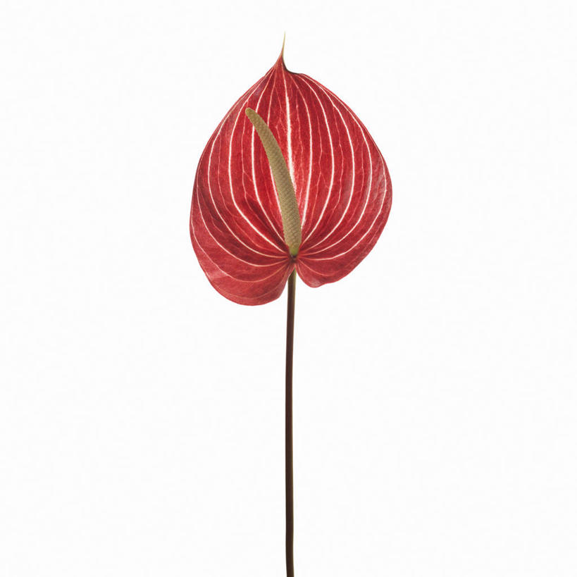 无人,方图,室内,特写,白天,白色背景,正面,热情,盛开,火鹤花,安祖花,花蕾,花,花瓣,花朵,鲜花,一朵,红色,花苞,花蕊,摄影,影棚,红掌,花烛,红鹤芋,猪尾花,烛台花,蜡烛花,大展宏图,热血,彩图,影棚拍摄,拍摄