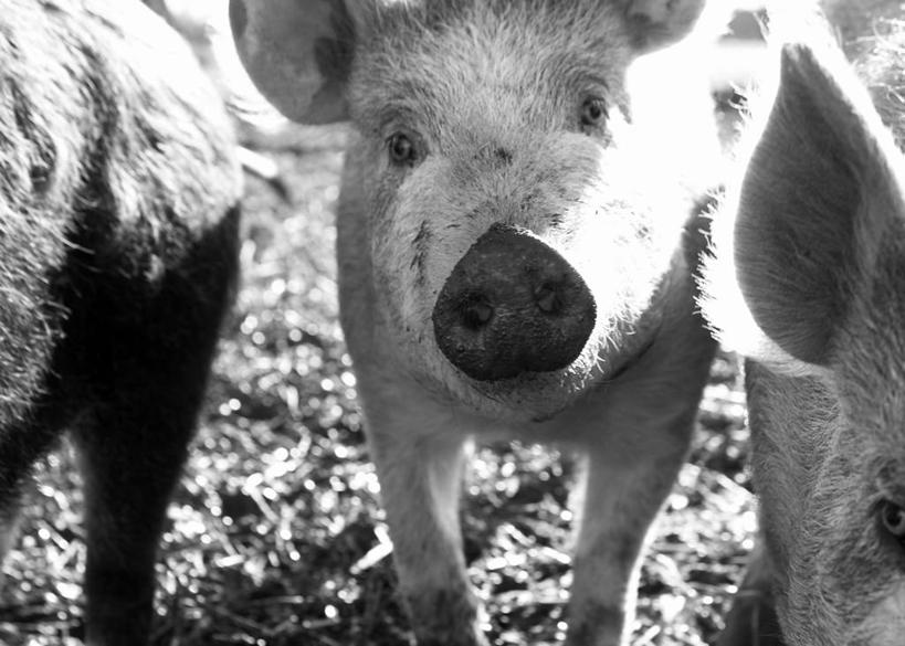 头,无人,农场,站,横图,黑白,室外,特写,白天,正面,畜牧业,牧场,美景,猪,瑞典,欧洲,阴影,朦胧,模糊,光线,影子,景观,注视,阳光,自然,动物,观察,看,站着,家畜,景色,牲畜,三头,观看,察看,斯堪的纳维亚,关注,自然风光,北欧,斯堪的那维亚,斯堪的那维亚半岛,斯堪的纳维亚半岛,畜牧,牧业,瑞典王国,头部,站立,半身,斯堪尼省