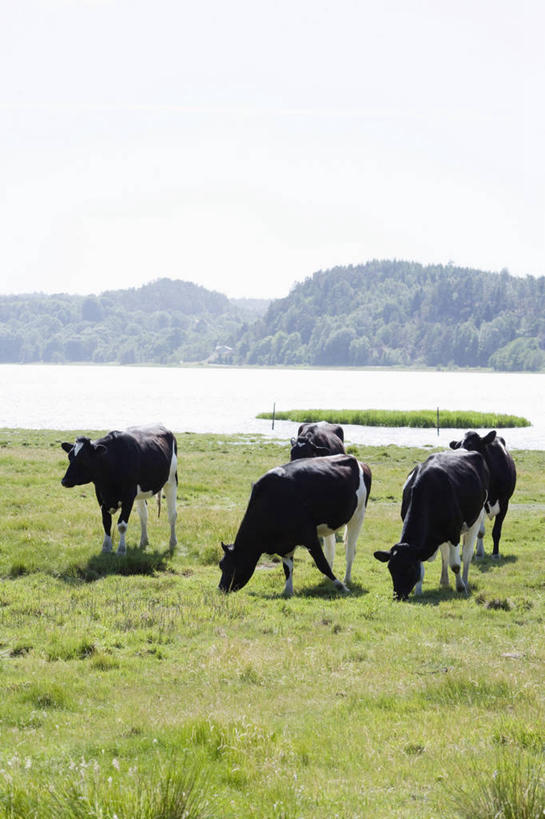 无人,站,竖图,室外,白天,正面,旅游,度假,草地,草坪,河流,石头,美景,山,山脉,水,植物,牛,瑞典,欧洲,阴影,花纹,光线,石子,影子,河水,景观,山峰,水流,乳牛,山峦,注视,娱乐,草,绿色,天空,阳光,自然,动物,群山,天,观察,看,站着,享受,休闲,家畜,景色,放松,牲畜,观看,察看,斯堪的纳维亚,关注,自然风光,斑纹,北欧,五头,斯堪的那维亚,斯堪的那维亚半岛,斯堪的纳维亚半岛,布胡斯,瑞典王国,石块,岩石,奶牛,站立,彩图