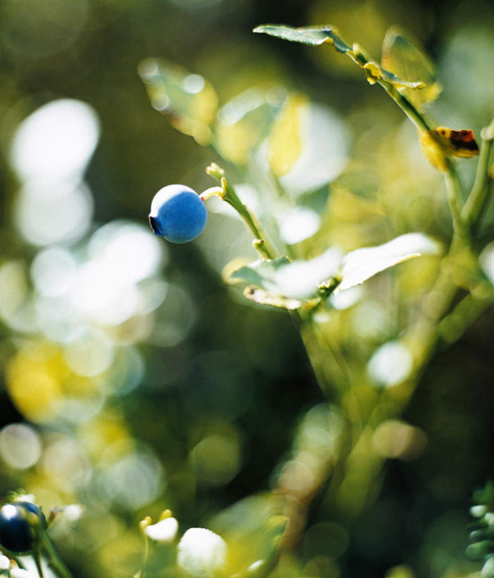 无人,竖图,室外,特写,白天,正面,浆果,蓝莓,静物,水果,阴影,新鲜,光线,影子,生食,食品,果实,食物,阳光,有机食品,绿色食品,山都柿,蓝浆果,蓝靛果,彩图