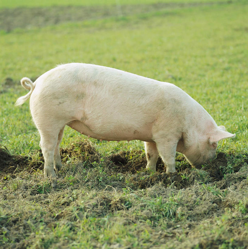 无人,站,竖图,室外,白天,侧面,草地,草坪,植物,猪,一头,弯腰,阴影,光线,影子,草,一只,绿色,白色,阳光,动物,站着,家畜,牲畜,弯身,站立,彩图,全身