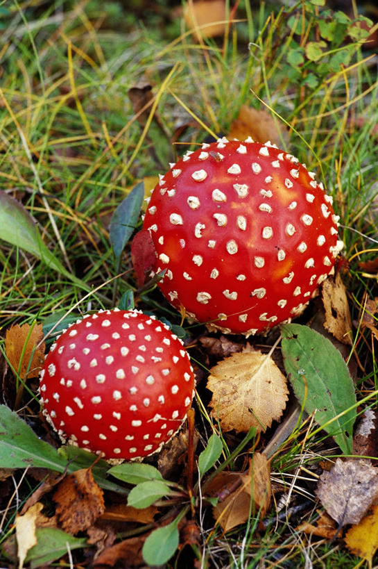 无人,竖图,俯视,室外,特写,白天,旅游,度假,草地,美景,植物,叶子,阴影,光线,影子,圆点,斑点,景观,菌菇,枯叶,绿叶,落叶,菌类,娱乐,草,红色,绿色,白色,阳光,自然,享受,休闲,嫩叶,景色,放松,有毒,自然风光,毒蝇伞,毒蝇鹅膏菌,哈蟆菌,捕蝇菌,毒蝇菌,叶,叶片,彩图,高角度拍摄