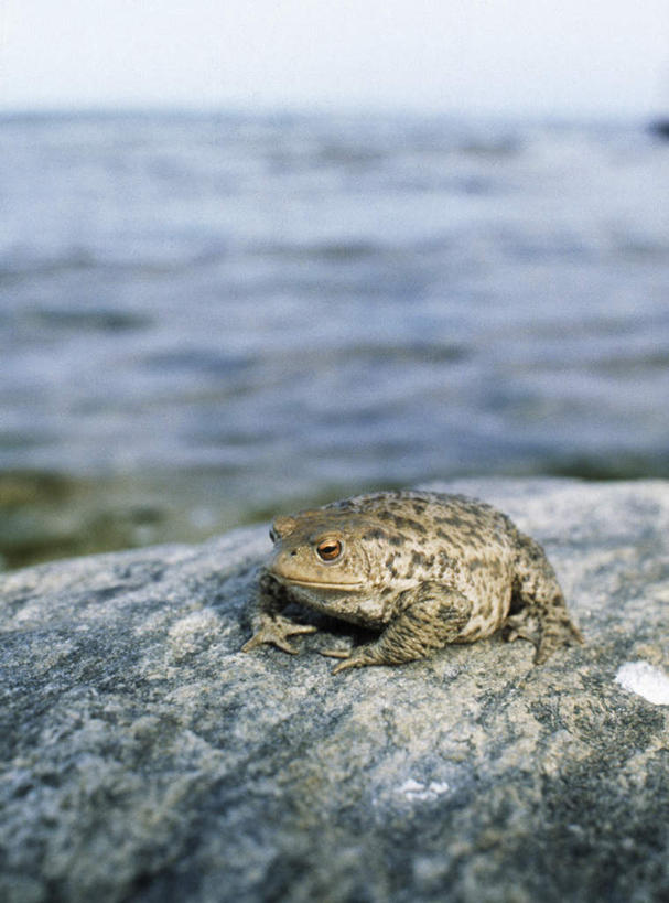 无人,竖图,俯视,室外,白天,旅游,度假,河流,石头,美景,水,蟾蜍,阴影,光线,石子,影子,河岸,河水,景观,水流,娱乐,一只,阳光,自然,趴着,享受,休闲,景色,放松,自然风光,石块,岩石,趴,彩图,高角度拍摄,全身