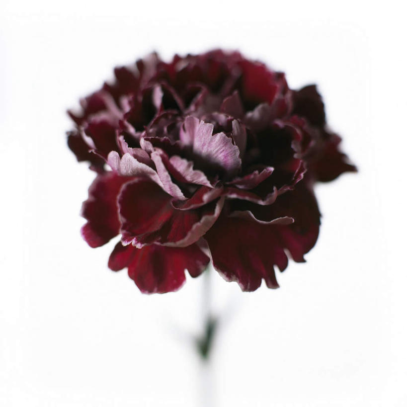 无人,方图,俯视,室内,特写,白天,白色背景,朦胧,模糊,盛开,褐色,花蕾,花,花瓣,花朵,鲜花,一朵,花苞,花蕊,摄影,影棚,荷兰石竹,彩图,高角度拍摄,影棚拍摄,拍摄