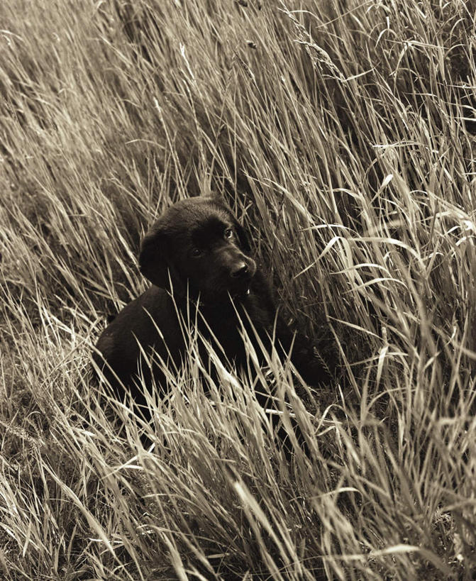 无人,竖图,俯视,室外,白天,植物,宠物,狗,阴影,枯萎,光线,影子,枯草,注视,草,一只,黄色,黑色,阳光,动物,观察,看,趴着,可爱,幼崽,观看,察看,关注,忠诚,犬,趴,彩图,高角度拍摄