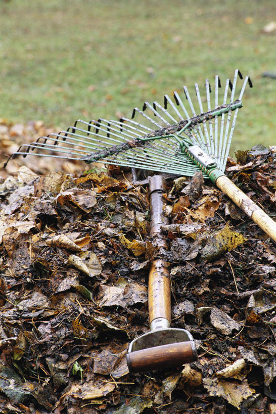 无人,竖图,室外,特写,白天,正面,草地,草坪,植物,叶子,金属制品,两根,一堆,许多,堆叠,堆积,朦胧,模糊,金属,木制,工具,铁耙,枯叶,落叶,草,绿色,把手,木制品,铁锹,堆,耙子,农具,叶,叶片,彩图