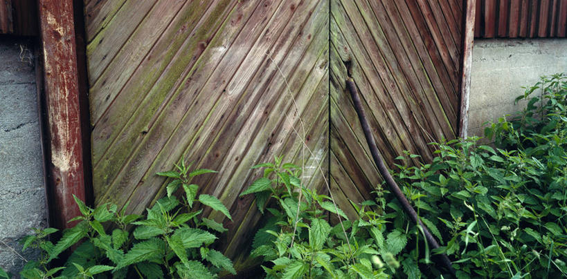 无人,家,木屋,横图,俯视,室外,白天,植物,木制,棍子,盆栽,墙,盆景,墙壁,墙面,住宅,绿色,自然,木制品,生长,成长,彩图,高角度拍摄,茅舍,茅屋,棚屋,小木屋,小屋