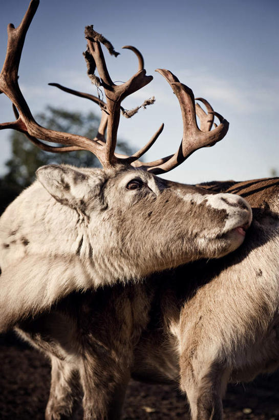 无人,站,竖图,室外,白天,正面,幸福,植物,哺乳动物,鹿,野生动物,瑞典,欧洲,树,树木,绿色,自然,动物,站着,可爱,活泼,生长,成长,吉祥,斯堪的纳维亚,北欧,斯堪的纳维亚半岛,进取,角鹿,瑞典王国,驯鹿,站立,彩图