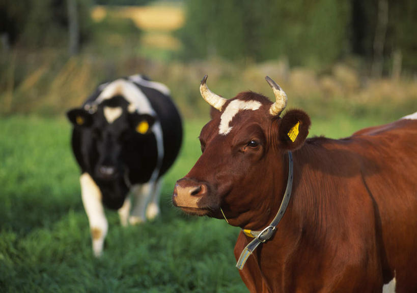 无人,走,横图,室外,白天,正面,草地,植物,牛,两头,阴影,朦胧,模糊,光线,影子,棕色,草,树,树木,绿色,白色,黑色,阳光,自然,动物,家畜,牲畜,生长,成长,步行,散步,走路,半身,彩图