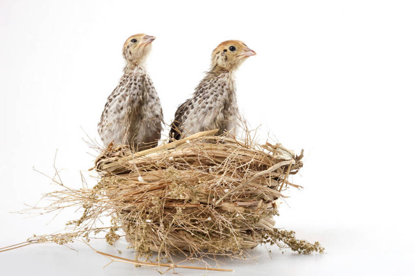 无人,蹲,横图,留白,白色背景,安全,野生动物,并排,小的,鸟类,灰色,动物,两只,摄影,影棚,生长,摄影棚,开端,彩图,影棚拍摄,拍摄