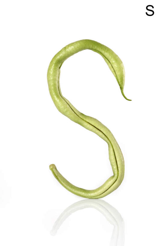 白色背景,农作物,蔬菜,静物,水果,英文,标志,材料,文字,字符,字母,生食,食品,标识,饮食,自然,概念,摄影,有机食品,英文字母,清新,健康食物,豆科植物,青豆,彩图