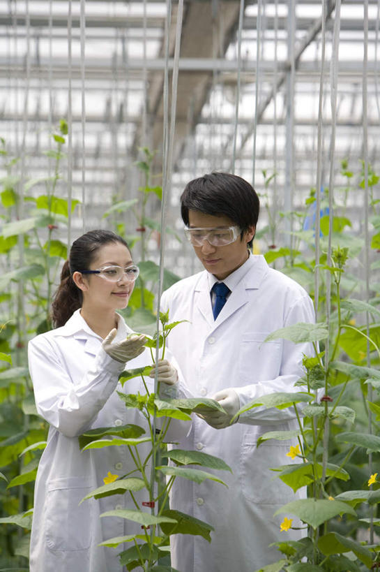 东方人,两个人,科学家,菜园,农场,微笑,竖图,白天,正面,快乐,幸福,智慧,农业,北京,中国,亚洲,种植,检查,研究,工作,分析,科学,领带,温室,现代,夏天,摄影,生长,护目镜,防护镜,东亚,实验服,科学实验,植物学家,男人,男性,年轻男性,年轻女性,女人,女性,亚洲人,中国人,年轻人,技术员,彩图