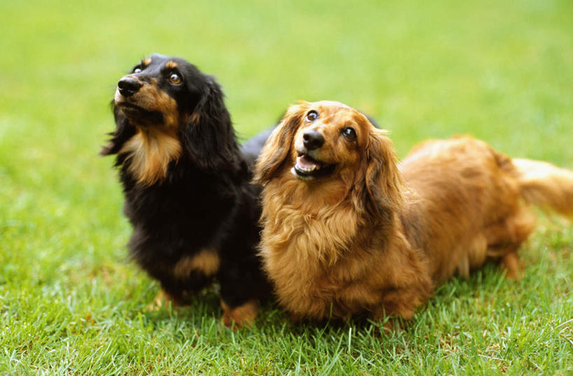 无人,横图,室外,白天,正面,纯洁,哺乳动物,宠物,狗,野生动物,绿色背景,小狗,草,动物,看,向上看,张嘴,两只,家畜,可爱,童年,童趣,摄影,幽默,反差,张大嘴巴,童真,烂漫,无邪,德国猎犬,忠诚,机敏,天真,张开嘴,彩图,服从,纯种犬