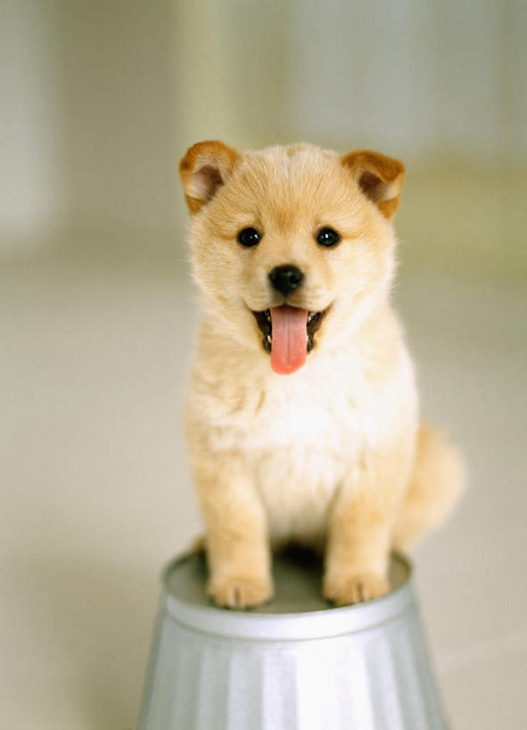 无人,竖图,室内,白天,正面,探险,纯洁,哺乳动物,宠物,狗,野生动物,小狗,动物,看,伸舌头,张嘴,家畜,可爱,平衡,童年,童趣,摄影,幽默,张大嘴巴,童真,烂漫,无邪,忠诚,机敏,恶作剧,天真,张开嘴,彩图,服从,纯种犬