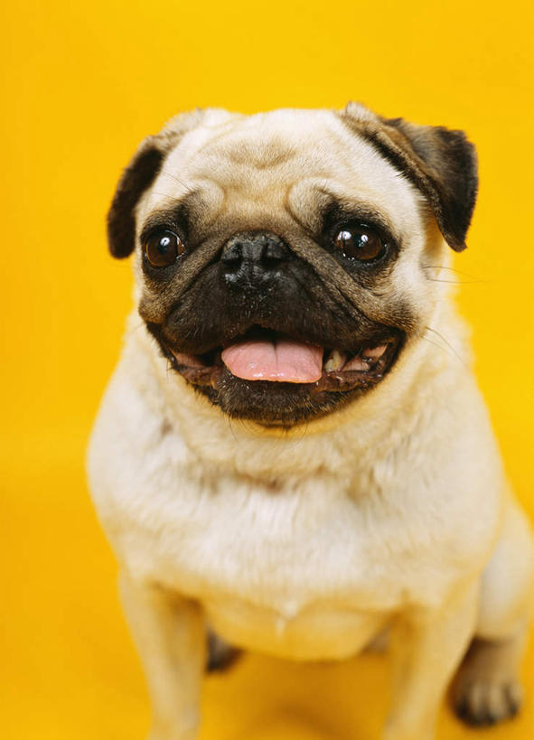 无人,坐,竖图,正面,纯洁,哺乳动物,宠物,狗,野生动物,黄色背景,小狗,动物,看,伸舌头,家畜,可爱,童年,童趣,摄影,哈巴狗,幽默,肖像,童真,烂漫,无邪,忠诚,机敏,天真,彩图,影棚拍摄,服从,纯种犬