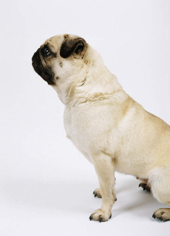 无人,坐,竖图,白色背景,侧面,纯洁,哺乳动物,宠物,狗,野生动物,小狗,动物,看,家畜,可爱,童年,童趣,摄影,哈巴狗,幽默,童真,烂漫,无邪,忠诚,机敏,天真,彩图,影棚拍摄,服从,纯种犬