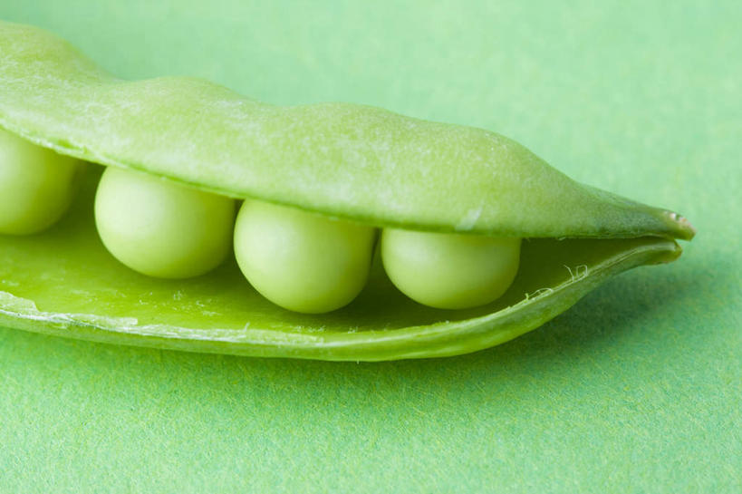 无人,横图,室内,特写,留白,蔬菜,静物,一排,绿色背景,整齐,豌豆,生食,食品,饮食,排列,一个,绿色,摄影,单个,简单,队列,清新,豌豆系,健康食物,纯净,彩图,影棚拍摄