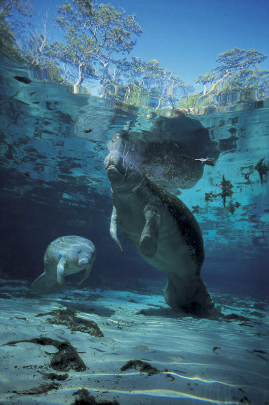 游泳,无人,吃,竖图,室外,白天,留白,度假,探险,水下,海洋,美景,海牛,野生动物,日光,波纹,漂浮,地形,景观,树,蓝色,风景,天空,自然,动物,看,两只,景色,探索,摄影,巨大,庞大,宁静,环境,热带气候,自然风光,海景,搜寻,万里无云,宏大,硕大,伟大,喂养,濒危物种,冒险,彩图,动物行为