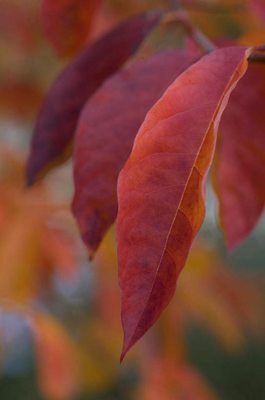 无人,竖图,室外,特写,白天,正面,旅游,度假,美景,叶子,英国,欧洲,朦胧,模糊,景观,枫叶,枯叶,落叶,娱乐,黄色,红色,自然,享受,休闲,景色,放松,枫树叶,西欧,自然风光,大不列颠,大不列颠及北爱尔兰联合王国,大不列颠联合王国,日不落英帝国,叶,叶片,彩图