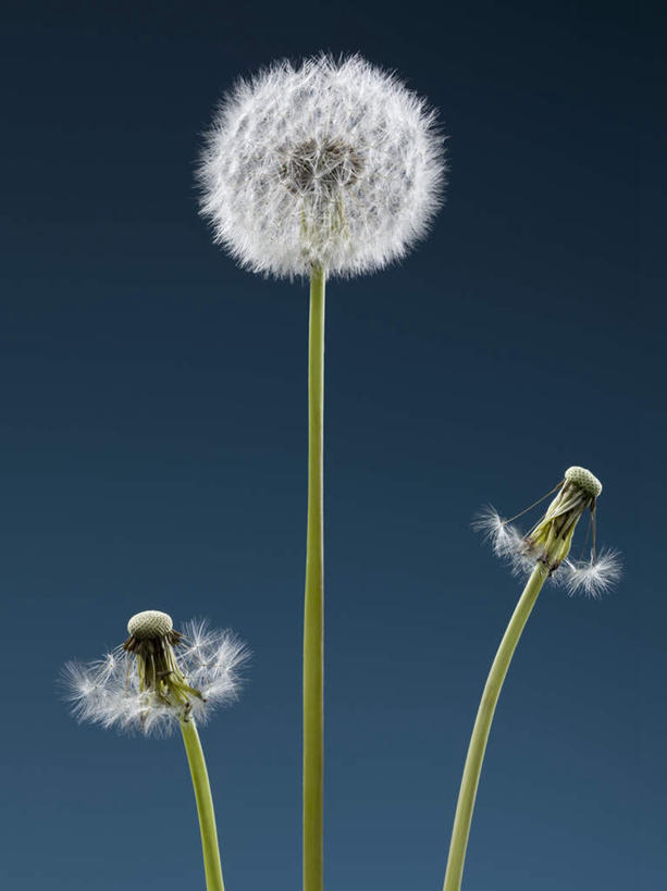 无人,竖图,室内,特写,白天,正面,爱情,蒲公英,三朵,盛开,花蕾,花,花瓣,花朵,鲜花,白色,花苞,花蕊,摄影,影棚,开朗,蒲公草,尿床草,彩图,影棚拍摄,拍摄