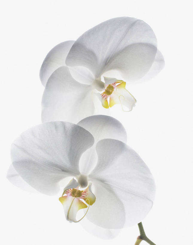 无人,竖图,室内,特写,白天,白色背景,正面,盛开,花蕾,花,花瓣,花朵,鲜花,两朵,白色,花苞,花蕊,摄影,影棚,高雅,淡泊,花中君子,兰花,彩图,影棚拍摄,拍摄
