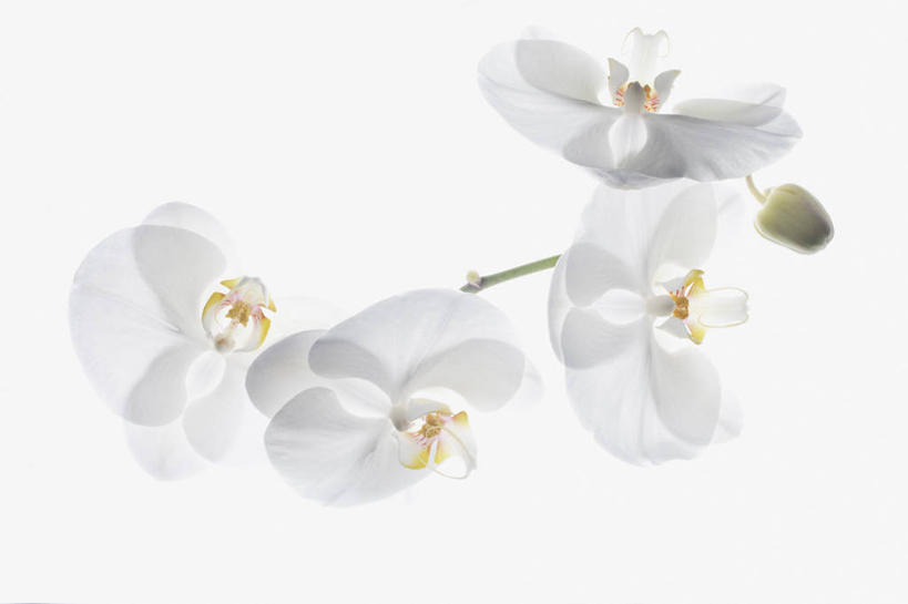 无人,横图,俯视,室内,特写,白天,白色背景,四朵,盛开,花蕾,花,花瓣,花朵,鲜花,白色,花苞,花蕊,摄影,影棚,高雅,淡泊,花中君子,兰花,彩图,高角度拍摄,影棚拍摄,拍摄