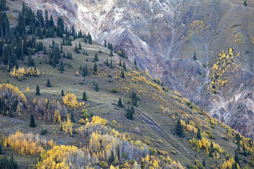 无人,横图,俯视,室外,白天,旅游,度假,草地,草坪,美景,山,山脉,植物,美国,景观,山峰,山峦,娱乐,草,树,树木,黄色,绿色,自然,群山,享受,休闲,景色,放松,生长,成长,白杨树,北美,北美洲,自然风光,美洲,科罗拉多州,科罗拉多,北亚美利加洲,亚美利加洲,百年州,数量,彩图,高角度拍摄