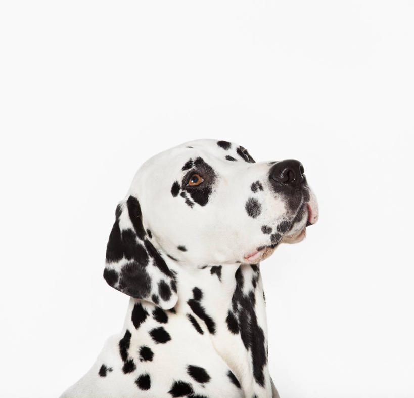 头,无人,站,横图,室内,特写,白天,白色背景,正面,宠物,狗,斑点狗,达尔马提亚狗,大麦町犬,扭头,注视,一只,动物,观察,看,站着,转头,可爱,摄影,影棚,观看,察看,关注,忠诚,斑点犬,头部,犬,抬头,仰头,站立,半身,彩图,影棚拍摄,拍摄