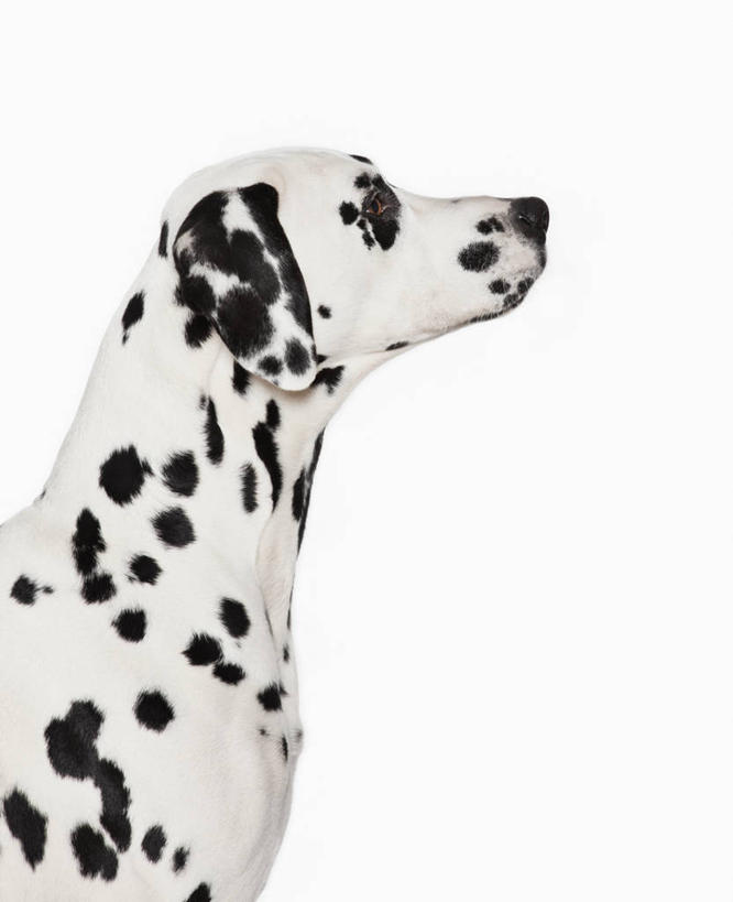 头,无人,站,竖图,室内,特写,白天,白色背景,侧面,宠物,狗,斑点狗,达尔马提亚狗,大麦町犬,注视,一只,动物,观察,看,站着,可爱,摄影,影棚,观看,察看,关注,忠诚,斑点犬,头部,犬,抬头,仰头,站立,半身,彩图,影棚拍摄,拍摄