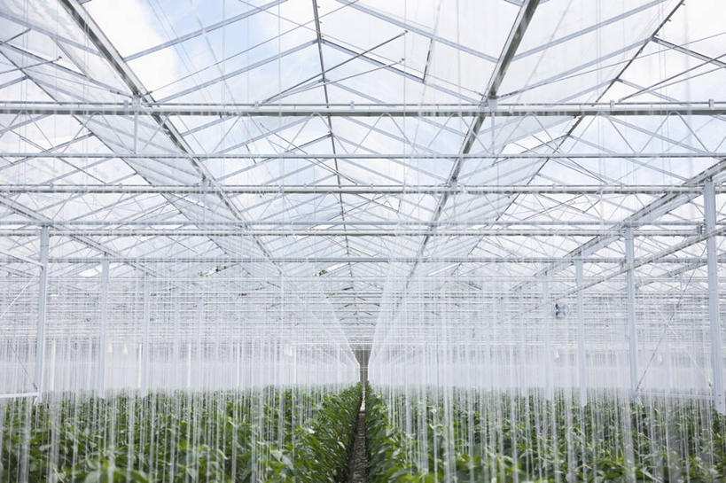 无人,农田,横图,室内,白天,正面,旅游,度假,庄稼,农作物,美景,英国,欧洲,阴影,光线,影子,景观,云,云朵,云彩,温室,娱乐,英格兰,蓝色,白云,蓝天,天空,阳光,自然,天,享受,休闲,景色,放松,设施,晴朗,暖房,防寒,西欧,加温,自然风光,透光,大不列颠,保温,大不列颠及北爱尔兰联合王国,大不列颠联合王国,日不落英帝国,萨塞克斯,萨塞克斯郡,苏塞克斯,西萨塞克斯郡,奇切斯特,晴空,彩图,耕地,庄稼田