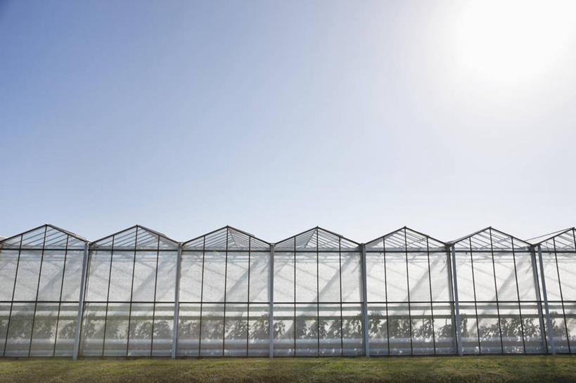 无人,农田,横图,室外,白天,仰视,旅游,度假,庄稼,农作物,草地,草坪,美景,植物,英国,欧洲,阴影,光线,影子,景观,温室,娱乐,英格兰,草,蓝色,绿色,蓝天,天空,阳光,自然,天,享受,休闲,景色,放松,设施,晴朗,暖房,防寒,西欧,加温,自然风光,透光,大不列颠,保温,大不列颠及北爱尔兰联合王国,万里无云,大不列颠联合王国,日不落英帝国,萨塞克斯,萨塞克斯郡,苏塞克斯,西萨塞克斯郡,奇切斯特,晴空,晴空万里,彩图,低角度拍摄,耕地,庄稼田