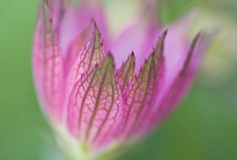 无人,横图,室外,特写,白天,正面,微距,美景,朦胧,模糊,盛开,景观,花蕾,花,花瓣,花朵,鲜花,一朵,红色,自然,花苞,花蕊,景色,自然风光,大星芹,彩图,微距摄影